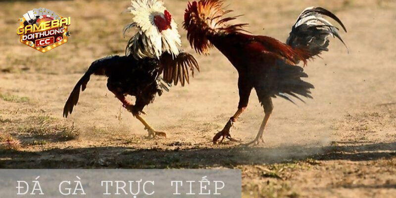 Tổng hợp các yêu cầu để đăng ký tài khoản đá gà cựa dao