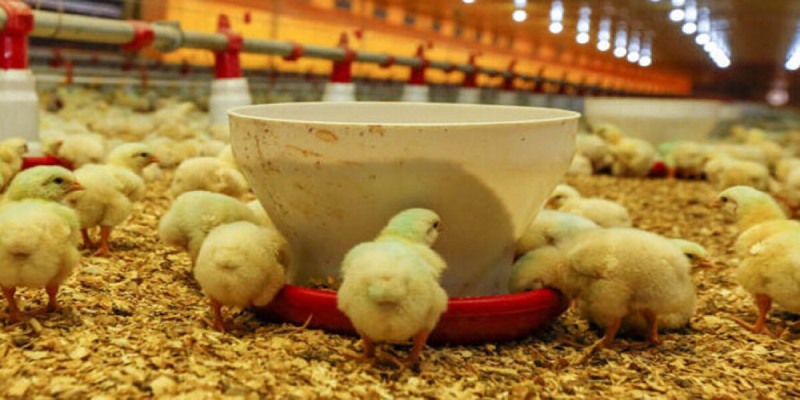 Bật mí cách nuôi gà con ít chết 