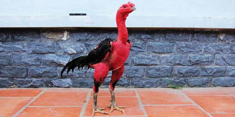 Tìm hiểu chân gà tía là màu gì?